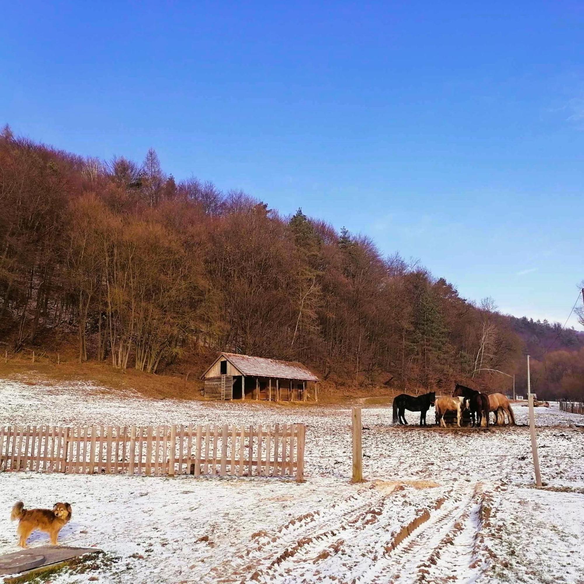 Oddychovy Pobyt Na Rodinnej Farme Matiaska Buitenkant foto
