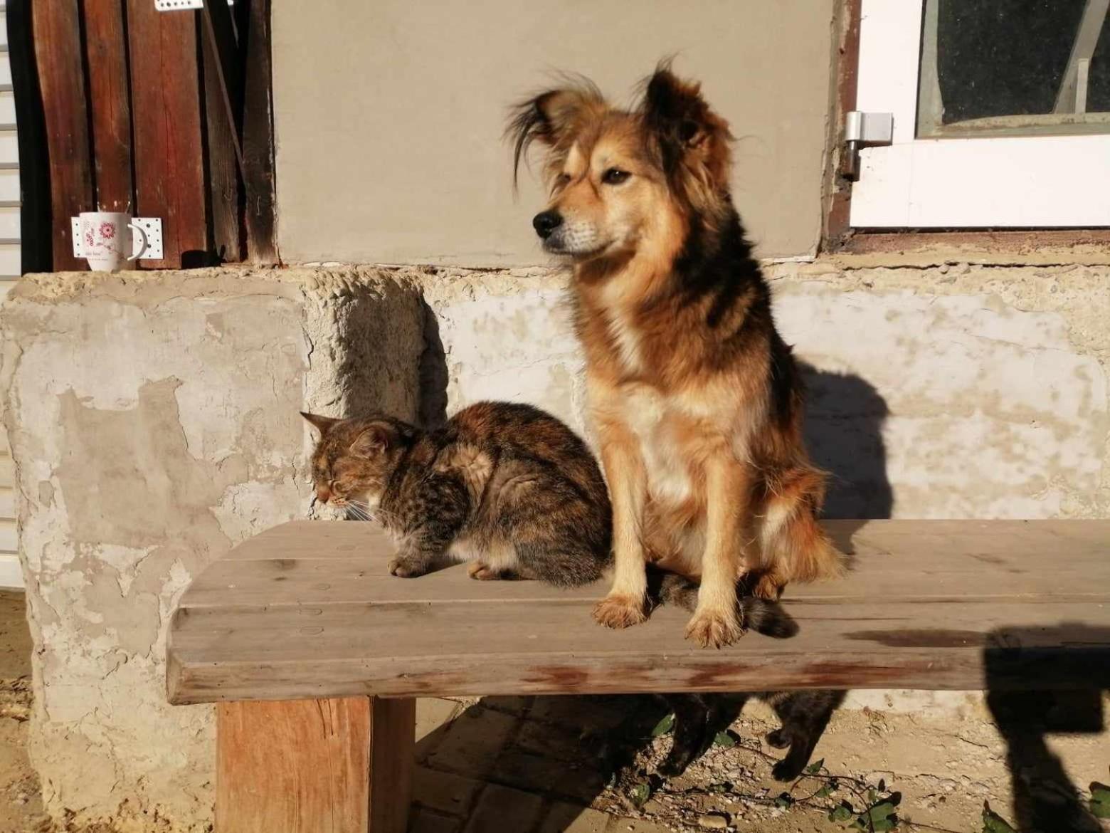 Oddychovy Pobyt Na Rodinnej Farme Matiaska Buitenkant foto